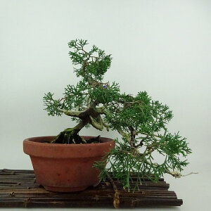 ~ ^ IB  ㉺ 22cm ς Juniperus chinensis VpN W V qmL Ύ ӏܗp Ϗܗp i 