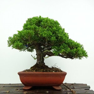 ~ ^  21cm ς Juniperus chinensis VpN W V qmL Ύ ӏܗp Ϗܗp i