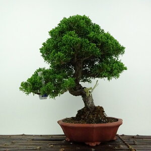 盆栽 真柏 樹高 約27cm しんぱく Juniperus chinensis シンパク ジン シャリ ヒノキ科 常緑樹 鑑賞用 観賞用 現品