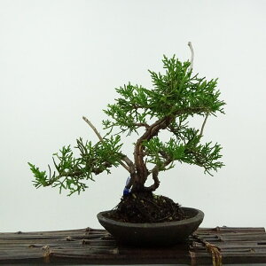 盆栽 真柏 樹高 約20cm しんぱく Juniperus chinensis シンパク ジン シャリ ヒノキ科 常緑樹 鑑賞用 観賞用 小品 現品 送料無料