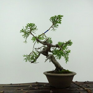 ~ ^  18cm ς Juniperus chinensis VpN W V qmL Ύ ӏܗp Ϗܗp i i 