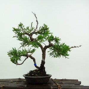 ~ ^  20cm ς Juniperus chinensis VpN W V qmL Ύ ӏܗp Ϗܗp i i 