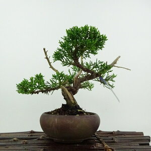 ~ ^  16cm ς Juniperus chinensis VpN W V qmL Ύ ӏܗp Ϗܗp i i