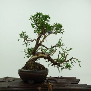 ~ ^  18cm ς Juniperus chinensis VpN W V qmL Ύ ӏܗp Ϗܗp i i