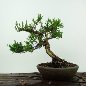 ~ ^  17cm ς Juniperus chinensis VpN W V qmL Ύ ӏܗp Ϗܗp i i 