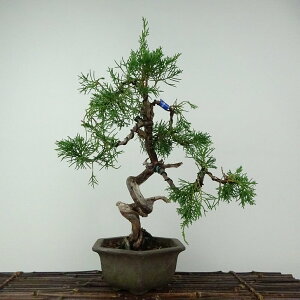 ~ ^  30cm ς Juniperus chinensis VpN W V qmL Ύ ӏܗp Ϗܗp i 