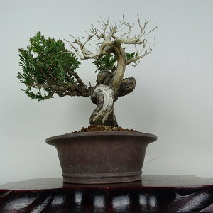 �~�� �^�� ���� ��24cm ����ς� Juniperus chinensis �V���p�N �W�� �V���� �q�m�L�� ��Ύ� �ӏ� �Ϗܗp ���i
