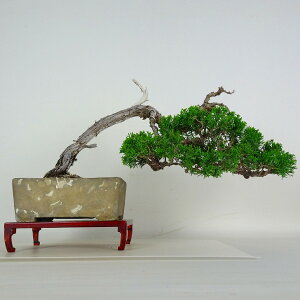 �~�� �^�� ���� �㉺ ��20.5cm ����ς� Juniperus chinensis �V���p�N �W�� �V���� �q�m�L�� ��Ύ� �ӏ� �Ϗܗp ���i