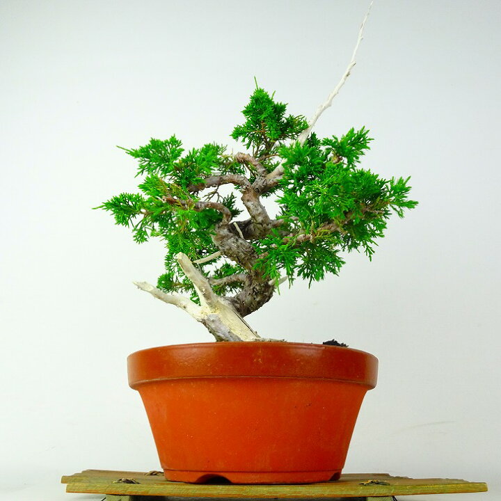 楽天市場】盆栽 真柏 樹高 約39cm しんぱく Juniperus chinensis 