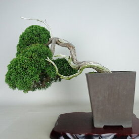 盆栽 真柏 樹高 上下 約33cm しんぱく Juniperus chinensis シンパク “ジン シャリ” ヒノキ科 常緑樹 観賞用 現品