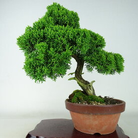 盆栽 真柏 樹高 約34cm しんぱく Juniperus chinensis シンパク “ジン シャリ” ヒノキ科 常緑樹 観賞用 現品