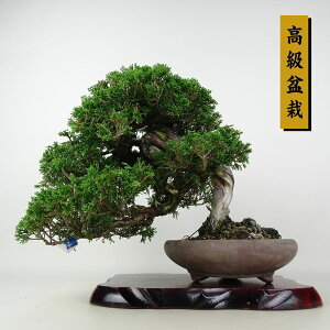 ~ ^  27cm ς ~ Juniperus chinensis VpN W V qmL Ύ Ϗܗp i