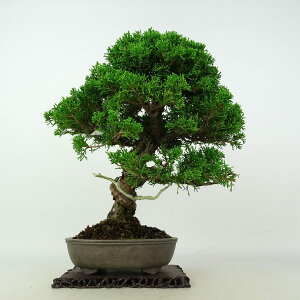~ ^  25cm ς Juniperus chinensis VpN W V qmL Ύ Ϗܗp i