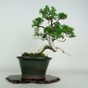 ~ ^  20cm ς Juniperus chinensis VpN W V qmL Ύ ӏܗp Ϗܗp i 