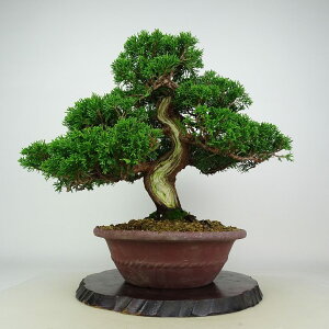 ~ ^  30cm ς Juniperus chinensis VpN W V qmL Ύ ӏܗp Ϗܗp i