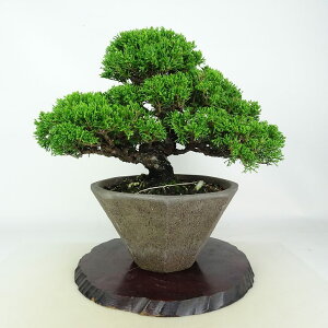 ~ ^  25.5cm ς Juniperus chinensis VpN qmL Ύ ӏܗp Ϗܗp i
