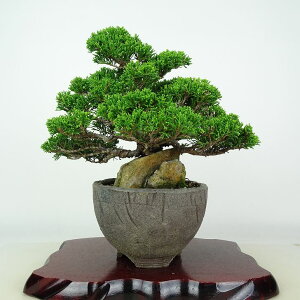 ~ ^  20cm ς Juniperus chinensis VpN Εt W qmL Ύ ӏܗp Ϗܗp i i