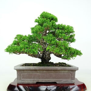 ~ ^  21cm ς Juniperus chinensis VpN qmL Ύ ӏܗp Ϗܗp i