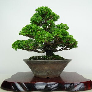 ~ ^  19.5cm ς Juniperus chinensis VpN qmL Ύ ӏܗp Ϗܗp i i