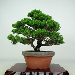 ~ ^  25cm ς Juniperus chinensis VpN qmL Ύ ӏܗp Ϗܗp i