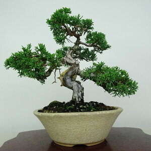 ~ ^  19cm ς Juniperus chinensis VpN W V qmL Ύ ӏܗp Ϗܗp i i