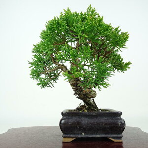 �~�� �^�� ���� 15cm ����ς� Juniperus chinensis �V���p�N �q�m�L�� ��Ύ� �ӏ� �Ϗܗp ���i ���i ��������