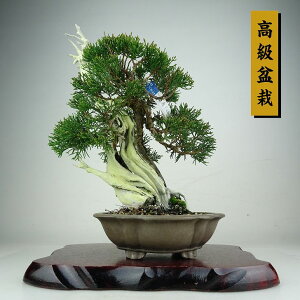 �~�� �^�� ���� ��28cm ����ς� �R��� �����~�� Juniperus chinensis �V���p�N �W�� �V���� �q�m�L�� ��Ύ� �ӏ� �Ϗܗp ���i