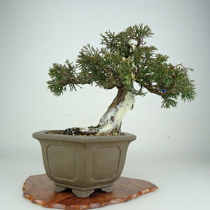 �~�� �^�� ���� 19cm ����ς� Juniperus chinensis �V���p�N �W�� �V���� �q�m�L�� ��Ύ� �ӏ� �Ϗܗp ���i ���i