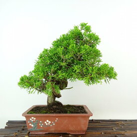 盆栽 真柏 樹高 約24cm しんぱく Juniperus chinensis シンパク “ジン シャリ” ヒノキ科 常緑樹 観賞用 現品