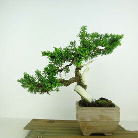 盆栽 真柏 樹高 約20cm しんぱく Juniperus chinensis シンパク “ジン シャリ” ヒノキ科 常緑樹 観賞用 小品 現品