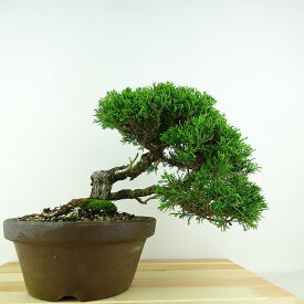 盆栽 真柏 樹高 約20cm しんぱく Juniperus chinensis シンパク “ジン シャリ”ヒノキ科 常緑樹 観賞用 小品 現品