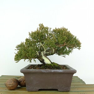 ~ ^  13cm ς Juniperus chinensis VpN gW Vh qmL Ύ Ϗܗp i i