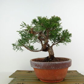 盆栽 真柏 樹高 約16cm しんぱく Juniperus chinensis シンパク "ジン" ヒノキ科 常緑樹 観賞用 小品 現品 送料無料