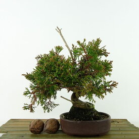 盆栽 真柏 樹高 約17cm しんぱく Juniperus chinensis シンパク “ジン” ヒノキ科 常緑樹 観賞用 小品 現品 送料無料