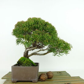 盆栽 真柏 樹高 約20cm しんぱく Juniperus chinensis シンパク ヒノキ科 常緑樹 観賞用 小品 現品 送料無料