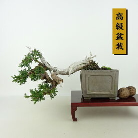 盆栽 真柏 樹高 上下 約15cm しんぱく 高級盆栽 Juniperus chinensis シンパク “ジン シャリ” ヒノキ科 常緑樹 観賞用 小品 現品