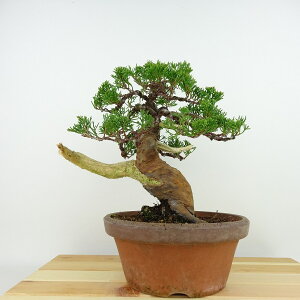 ~ ^  23cm ς Juniperus chinensis VpN gW Vh qmL Ύ Ϗܗp i