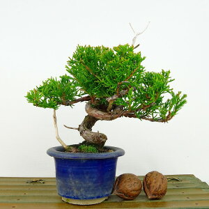 ~ ^  13cm ς Juniperus chinensis VpN "W" qmL Ύ Ϗܗp i i 