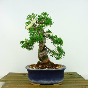 ~ ^  19cm ς Juniperus chinensis VpN "W V" qmL Ύ Ϗܗp i i 
