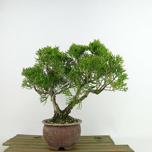 ~ ^  21cm ς Juniperus chinensis VpN gW Vh qmL Ύ Ϗܗp i 