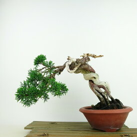 盆栽 真柏 樹高 約17cm しんぱく Juniperus chinensis シンパク “ジン シャリ” ヒノキ科 常緑樹 観賞用 小品 現品