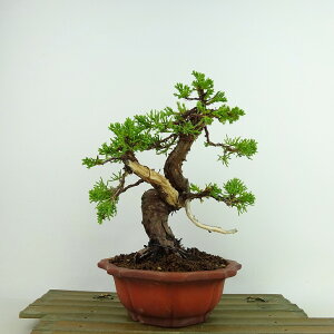 ~ ^  19cm ς Juniperus chinensis VpN gW Vh qmL Ύ Ϗܗp i i 
