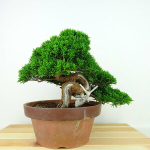 ~ ^  ㉺ 19cm ς Juniperus chinensis VpN gW Vh qmL Ύ Ϗܗp i