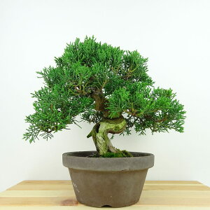 ~ ^  19cm ς Juniperus chinensis VpN gW Vh qmL Ύ Ϗܗp i i