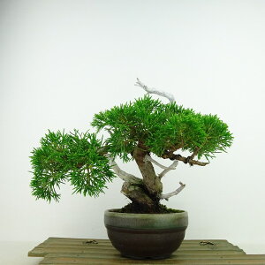 ~ ^  18cm ς Juniperus chinensis VpN "W V" qmL Ύ Ϗܗp i i