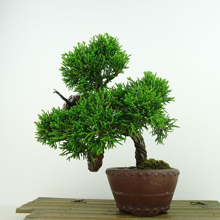 楽天市場】盆栽 真柏 樹高 上下 約18cm しんぱく Juniperus chinensis 