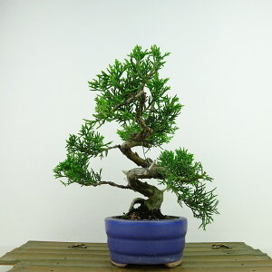 ~ ^  15cm ς Juniperus chinensis VpN gW Vh qmL Ύ Ϗܗp i i 