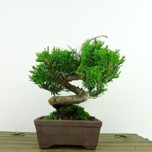 ~ ^  12cm ς Juniperus chinensis VpN gWh qmL Ύ Ϗܗp i i 