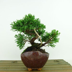 ~ ^  12cm ς Juniperus chinensis VpN gWh qmL Ύ Ϗܗp i i 