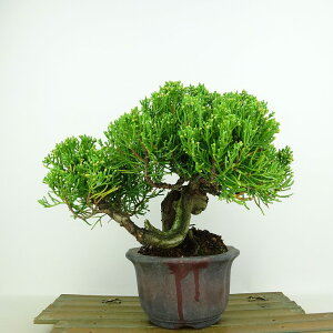 ~ ^  17cm ς Juniperus chinensis VpN gW Vh qmL Ύ Ϗܗp i i 